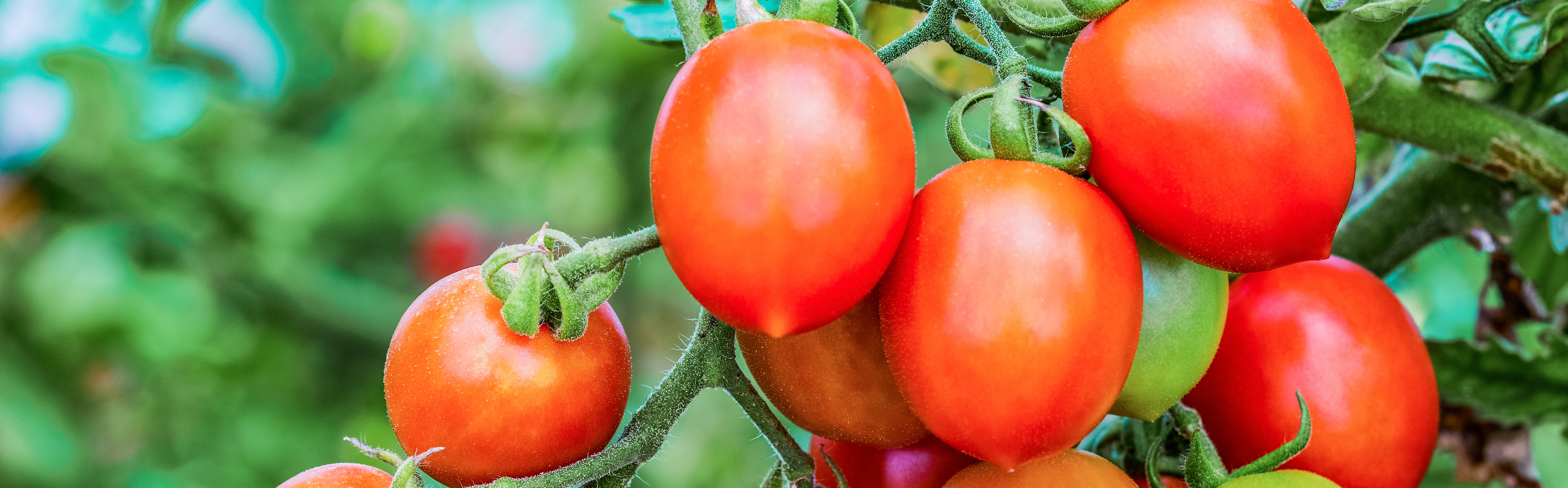 Wir bestimmen den Zuckergehalt in Tomaten mittels hyperspektraler Bildgebung.