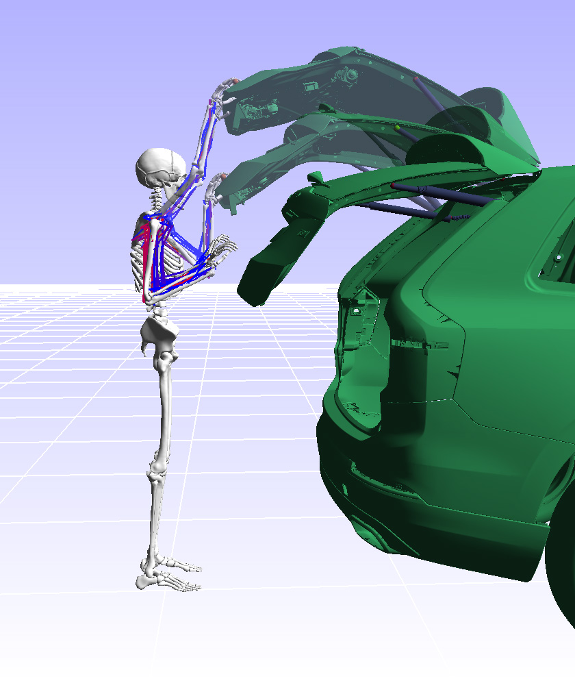 The calculation of dynamic movements requires a human model with extended biomechanical functionalities. We develop our EMMA simulation software for such applications. This is the case, for example, when occupants are simulated during a driving manoeuvre, when closing a tailgate or when walking with prostheses.