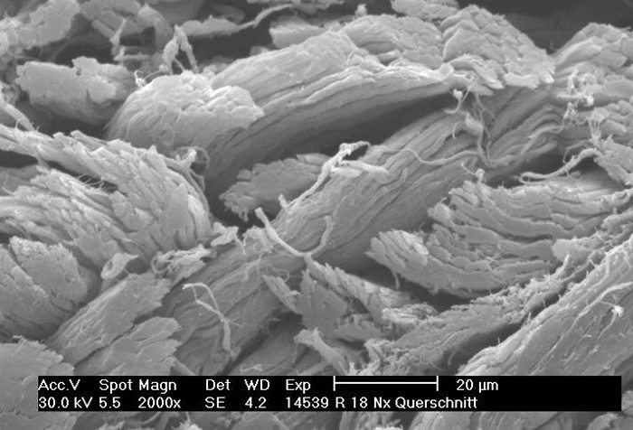 Scanning electron microscopy (SEM) of leather